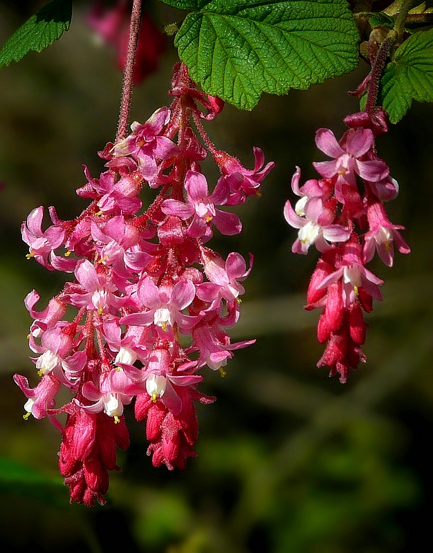 Red-flowering Currant 