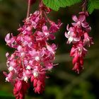 Red-flowering Currant 