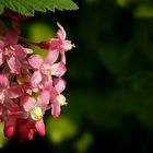 Red-flowering Currant