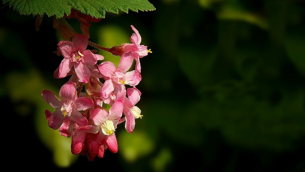 Red-flowering Currant