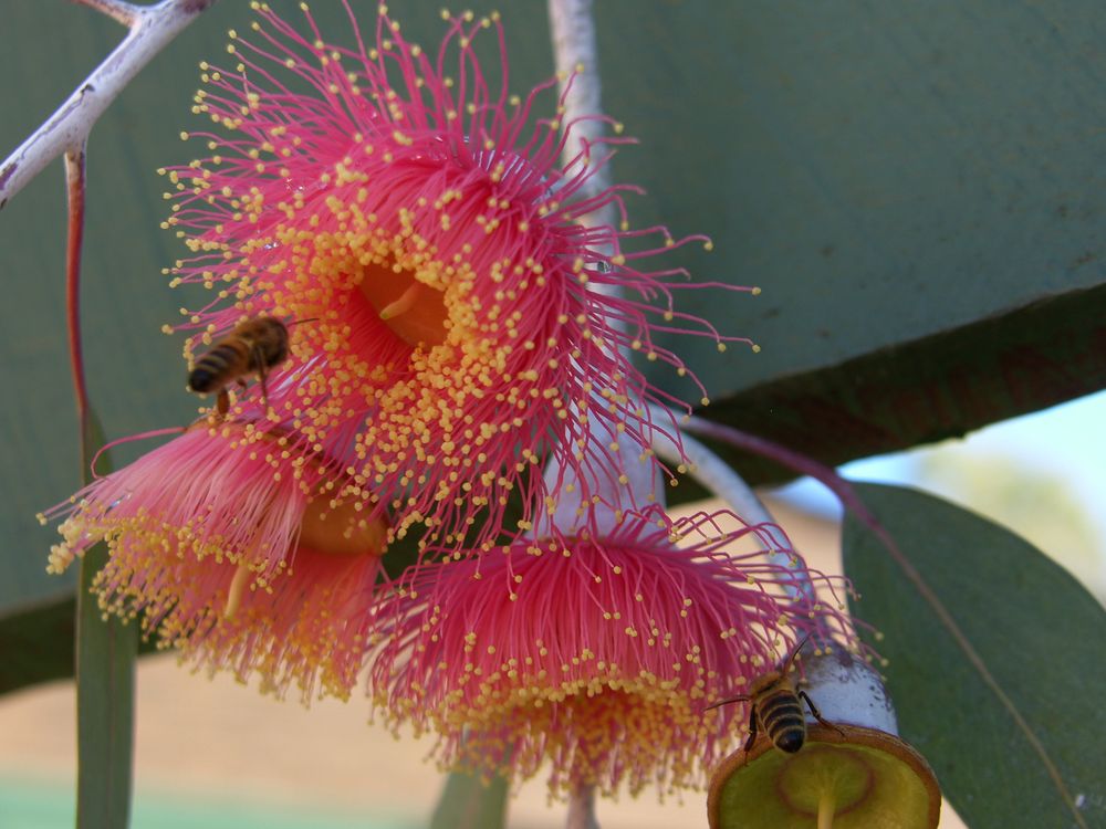 Red Flowering Gum.