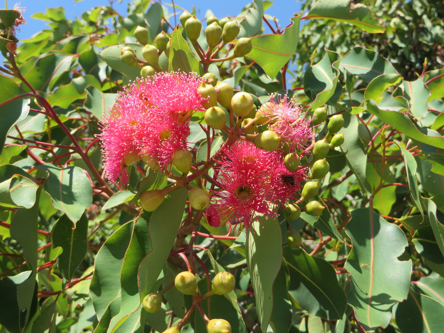 Red-flowering Gum - Eucalyptus ficifolia