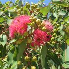 Red-flowering Gum - Eucalyptus ficifolia