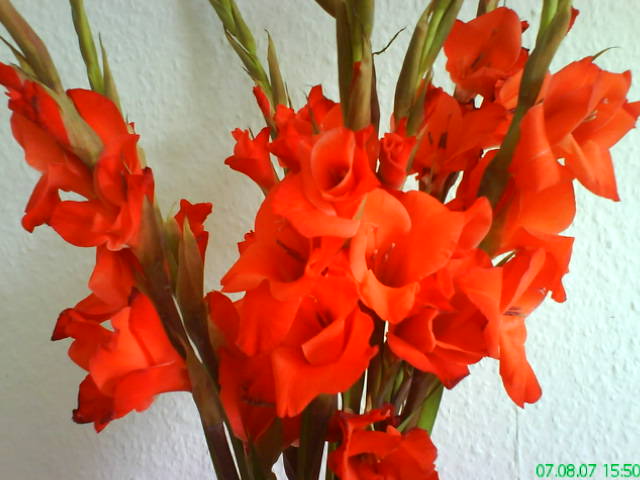 red flowers