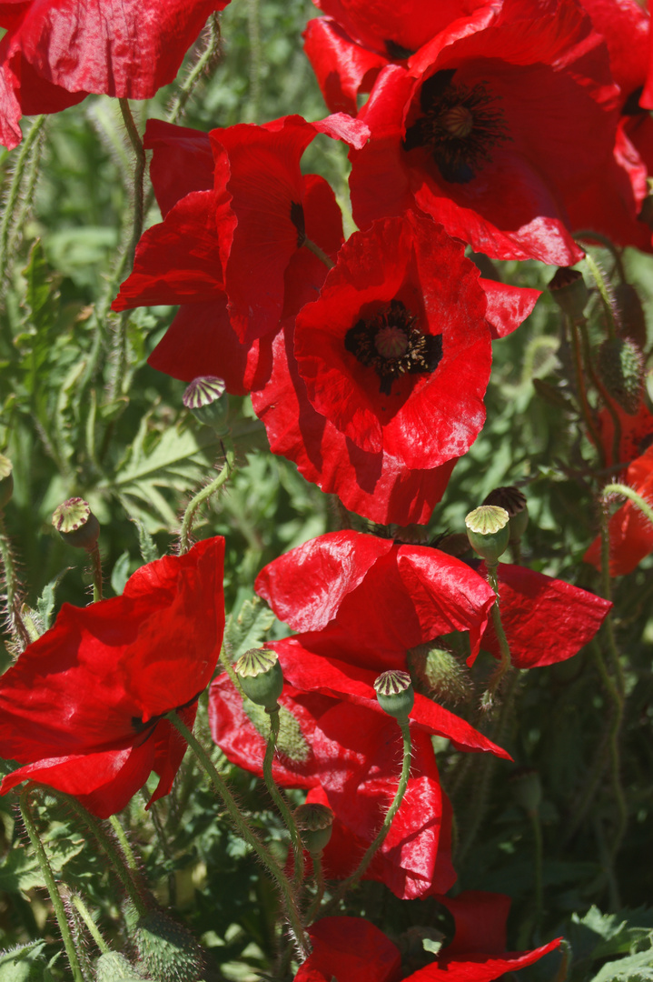 Red Flowers