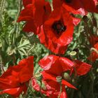 Red Flowers