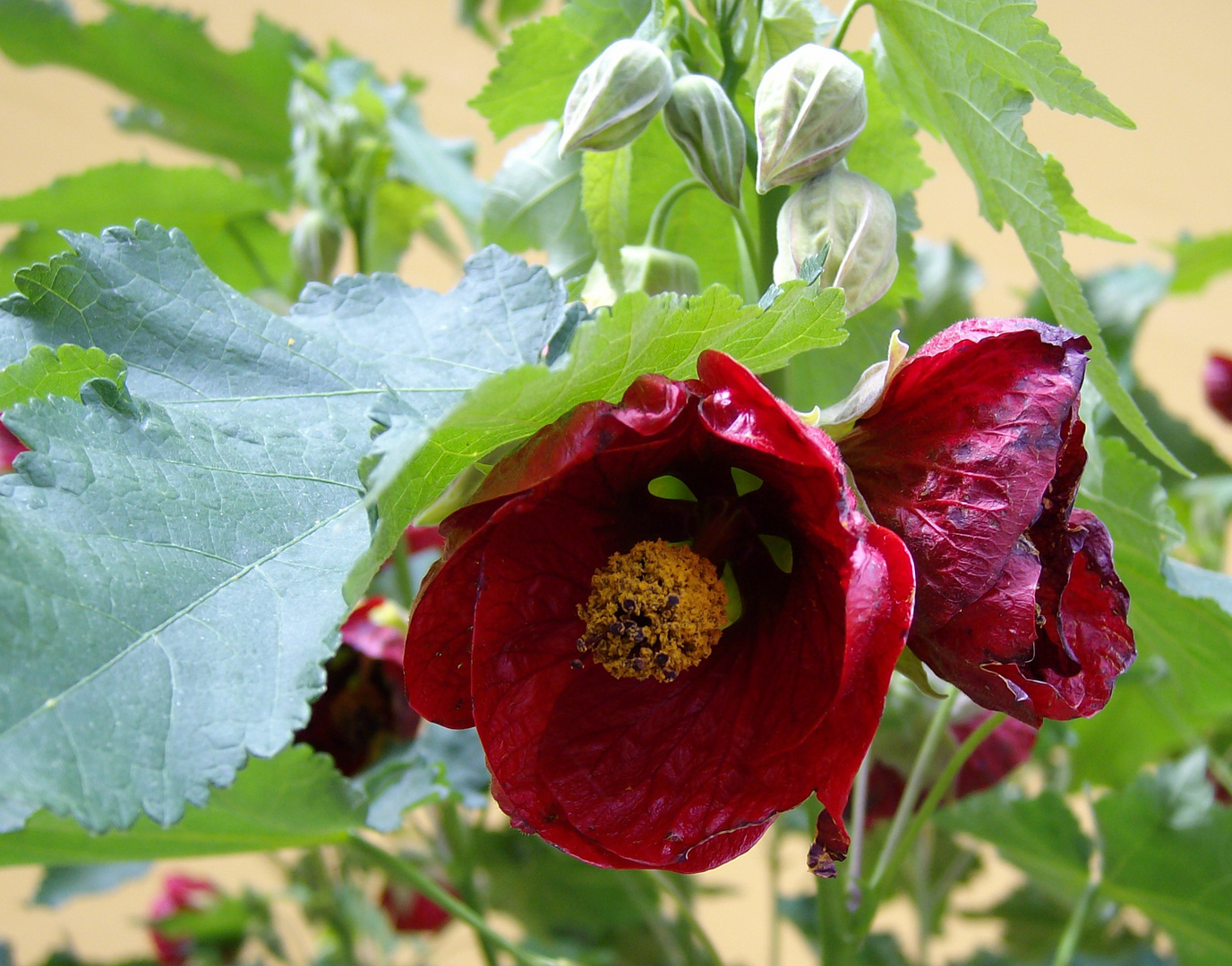 Red Flowers