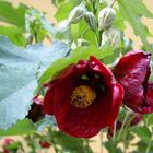 Red Flowers