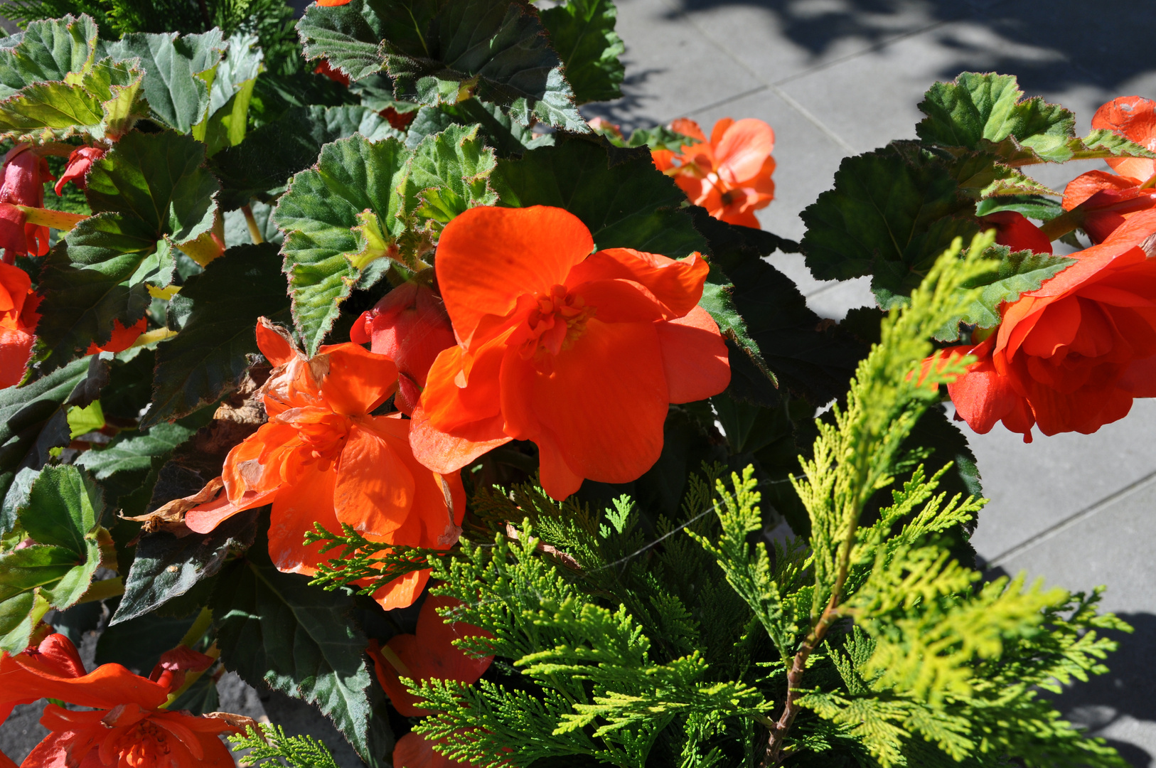 red flowers