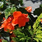 red flowers