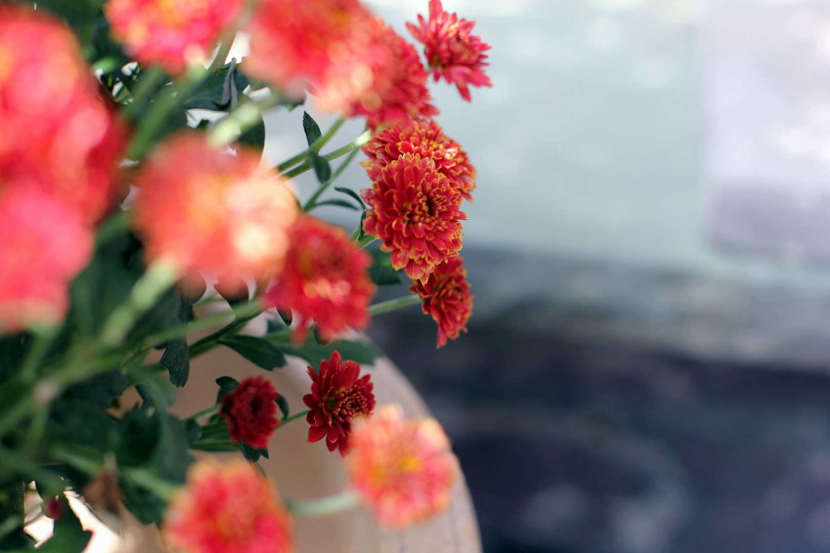 Red flowers