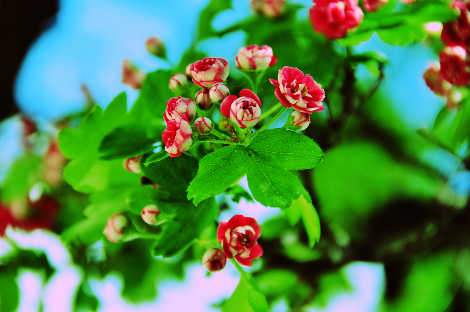 red flowers