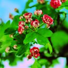 red flowers