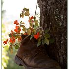 red flowers