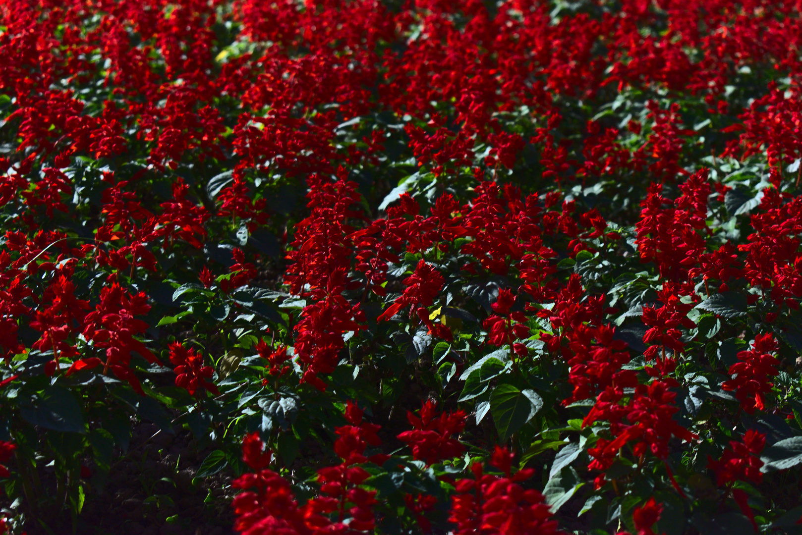 Red flowers