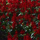 Red flowers