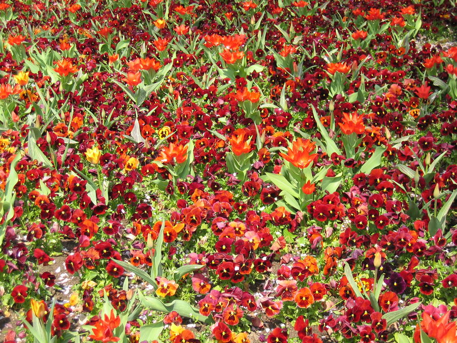 Red Flowers