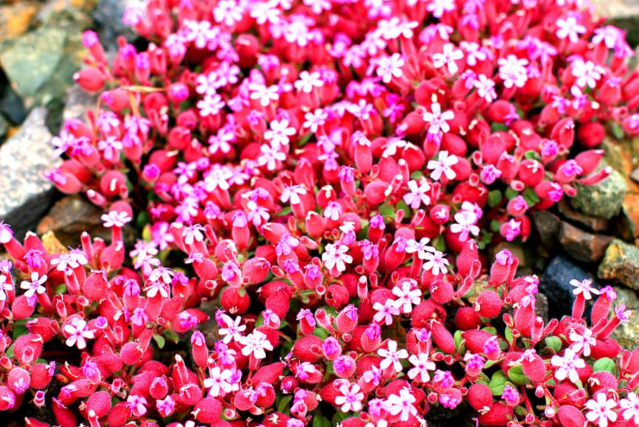 Red Flowers