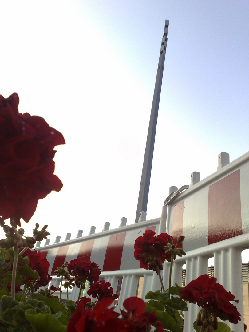 red flowers against construktionsite