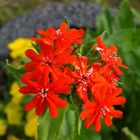 red flowers