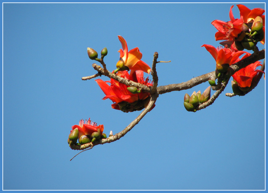 red flowers