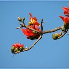 red flowers