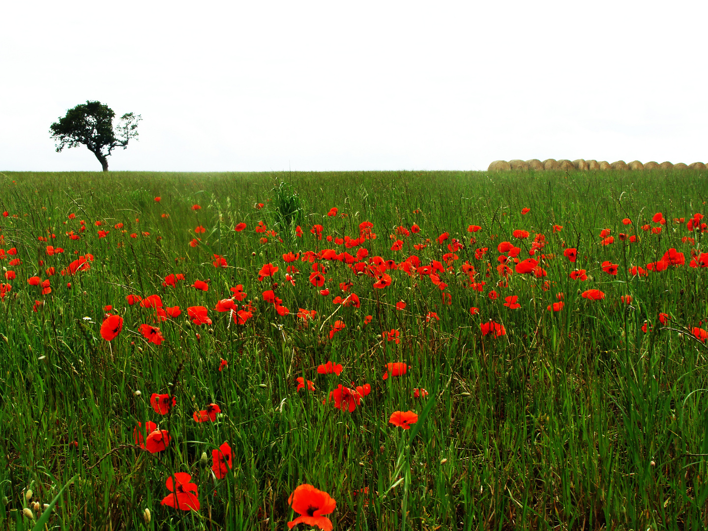 Red flowers