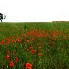 Red flowers