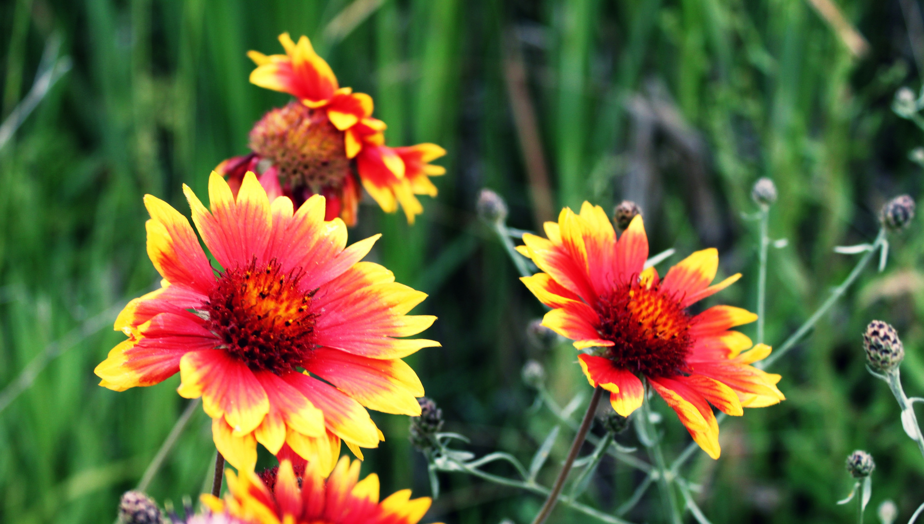 Red Flowers