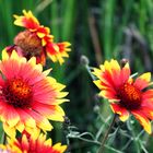 Red Flowers