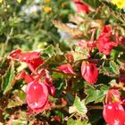 Red flowers...