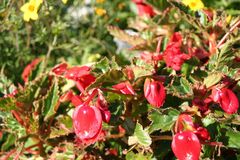 Red flowers...