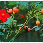 Red Flowers.........