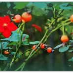 Red Flowers.........