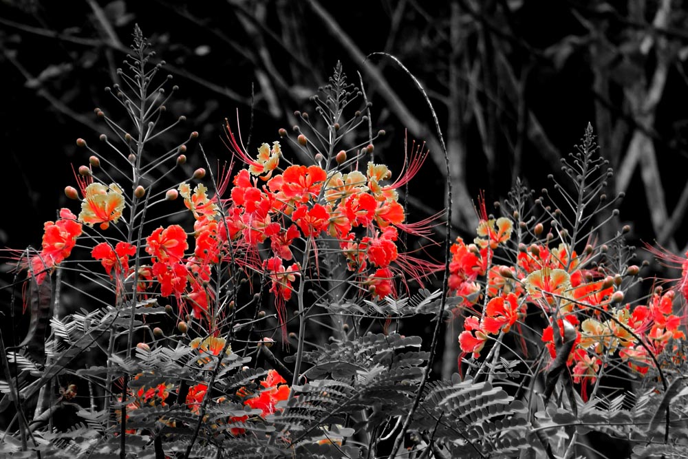 Red Flowers in a Jungle