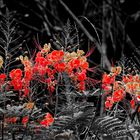 Red Flowers in a Jungle