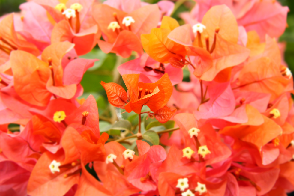 red flowers of St. Lucia