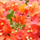 red flowers of St. Lucia