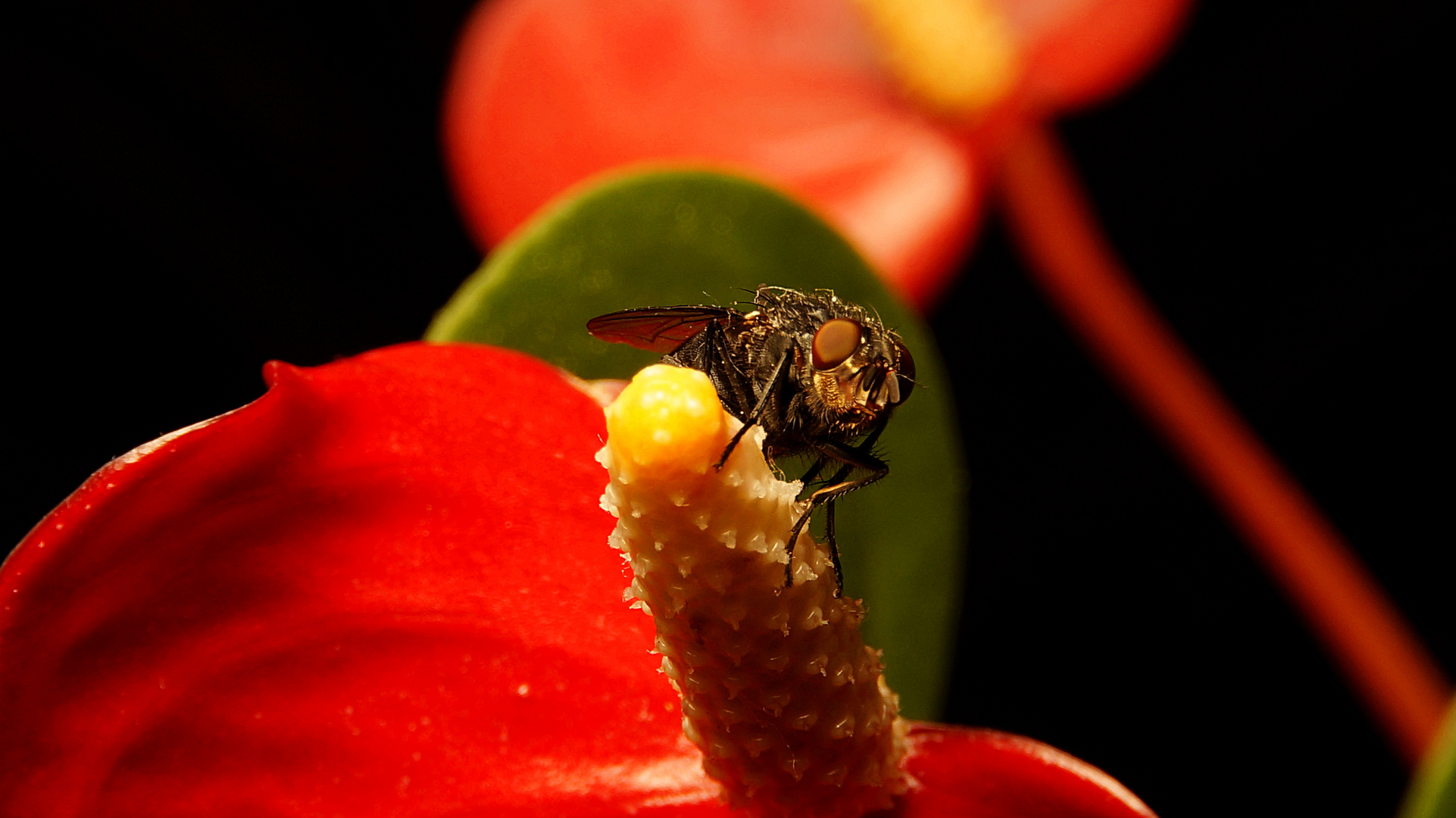 Red Fly Flowers