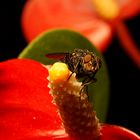 Red Fly Flowers