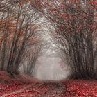 Red fog...