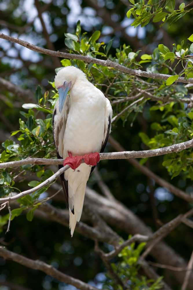 red-footed Booby von Hans Irmer