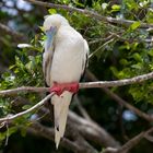 red-footed Booby