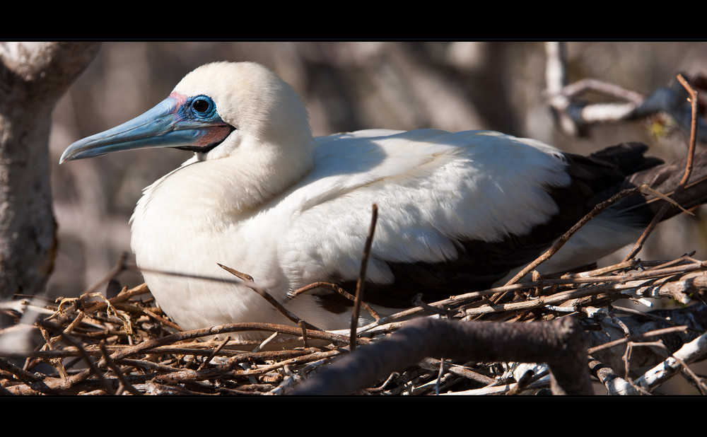 [ Red-footed Booby ]