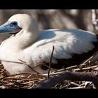 [ Red-footed Booby ]