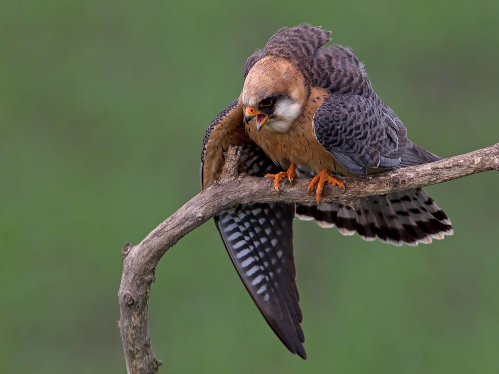 Red-footed falcon