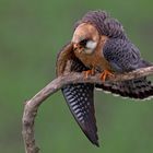 Red-footed falcon