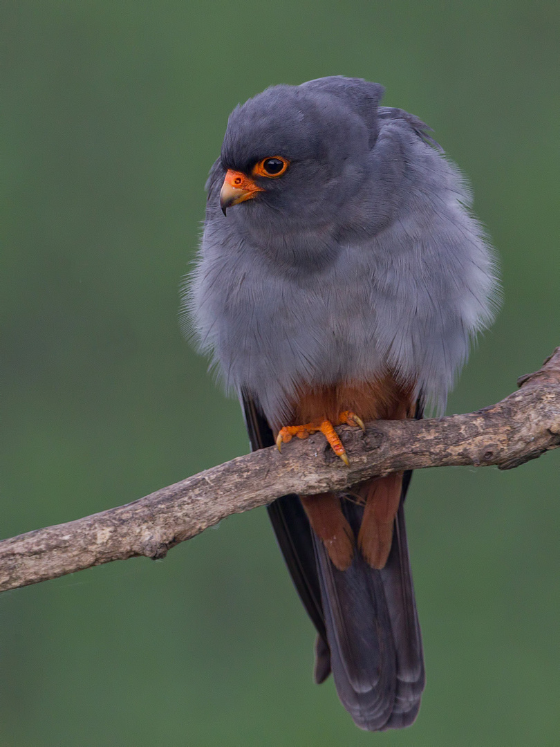 Red-footed falcon, female