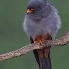 Red-footed falcon, female