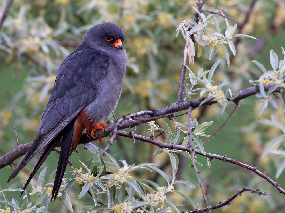 Red-footed falcon I